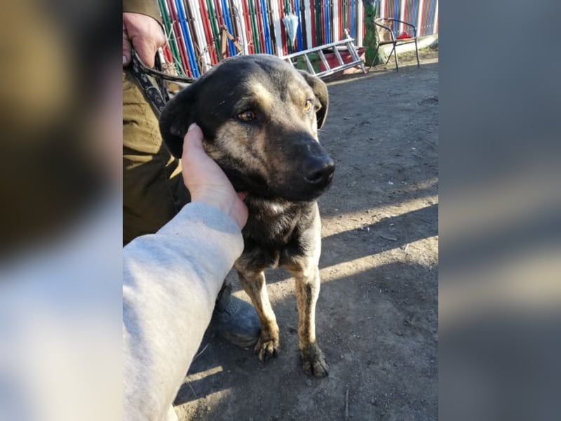 Jaro – aus einer rumänischen Tötung gerettet, 1,5 Jahre alt