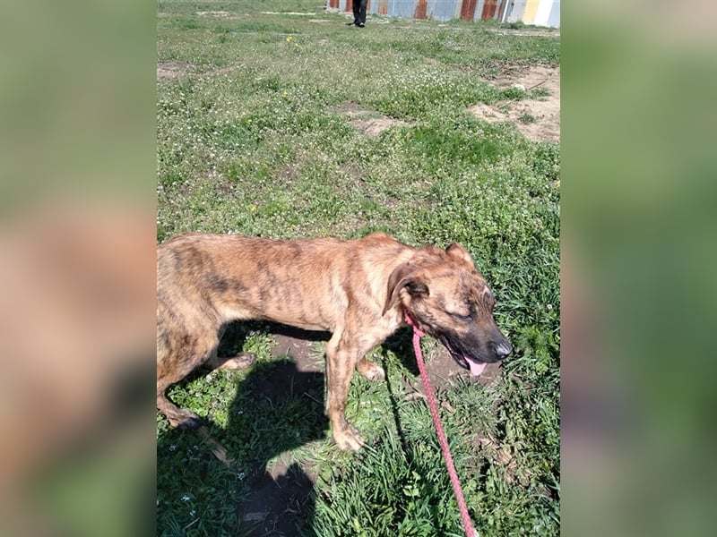 Toto – wunderschöner Hundejunge, 1 Jahr alt