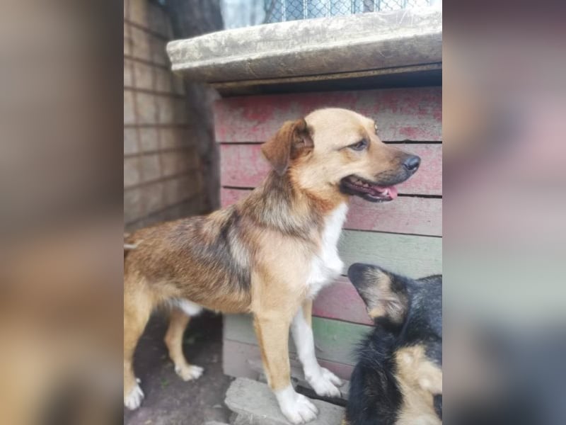 Hübscher „Pino“ wartet auf Menschen mit Herz !!!