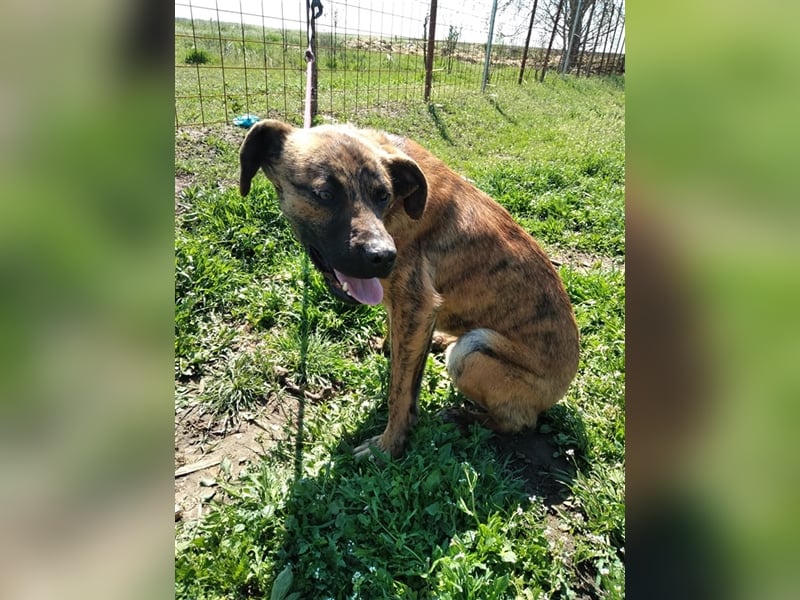 Toto – wunderschöner Hundejunge, 1 Jahr alt