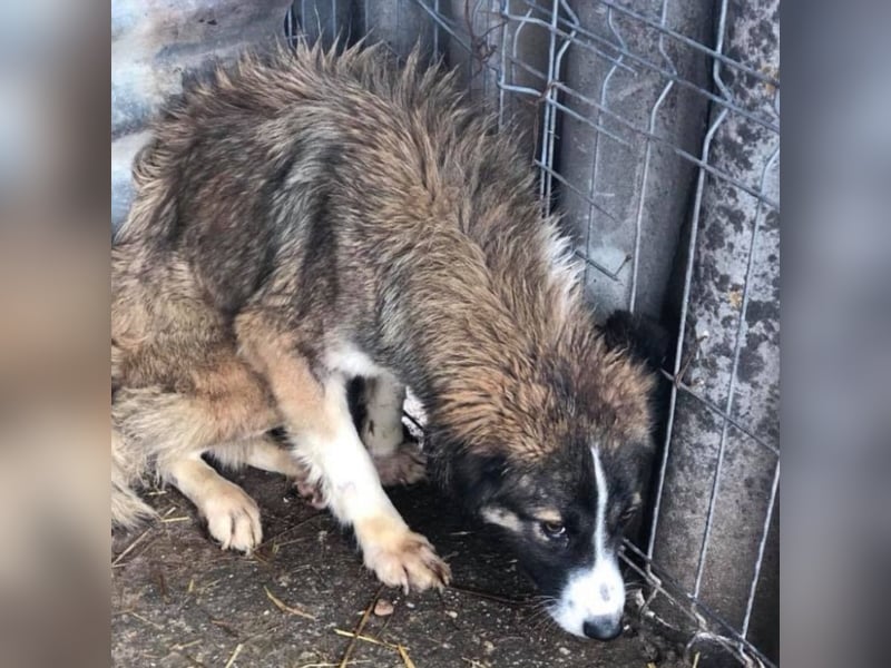 Angsthäschen Emily sucht ihre Familie