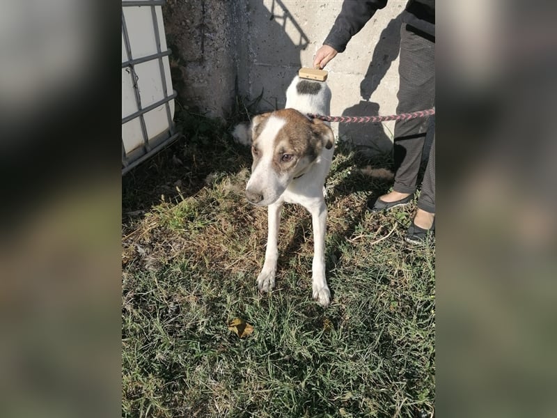 Dachos – auf der Suche nach besonderen Menschen