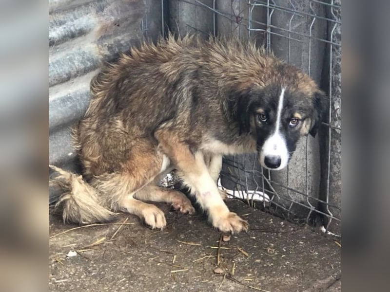 Angsthäschen Emily sucht ihre Familie