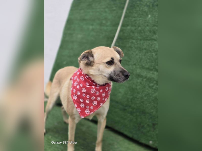 Nuri – toller Hundejunge wartet sehnsüchtig auf ein zu Hause