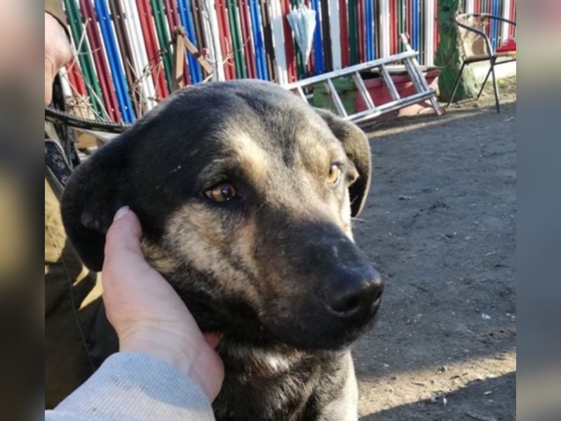 Jaro – aus einer rumänischen Tötung gerettet, 1,5 Jahre alt