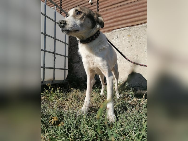 Dachos – auf der Suche nach besonderen Menschen