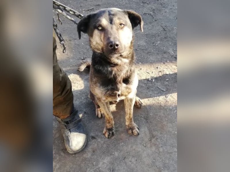 Jaro – aus einer rumänischen Tötung gerettet, 1,5 Jahre alt