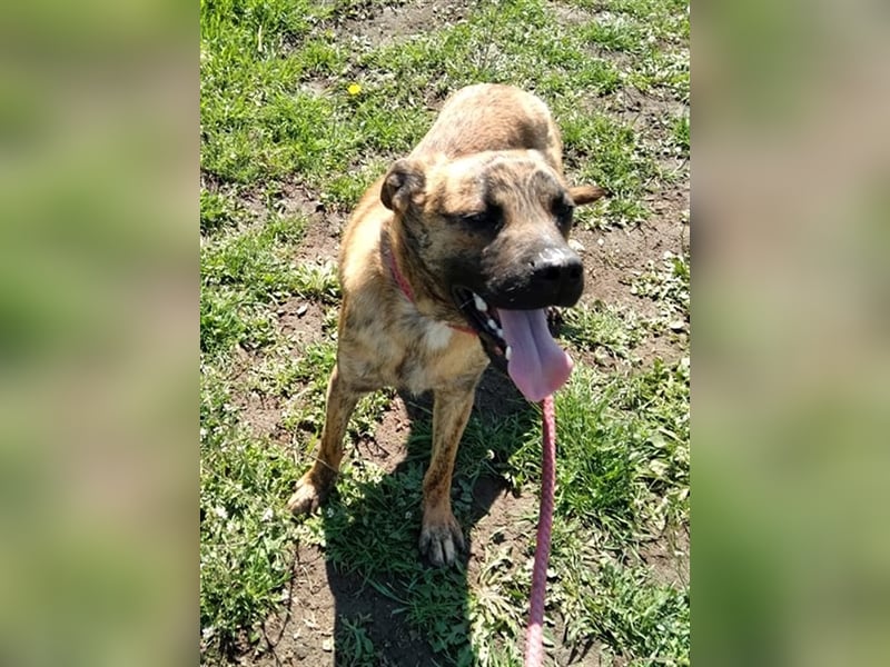 Toto – wunderschöner Hundejunge, 1 Jahr alt