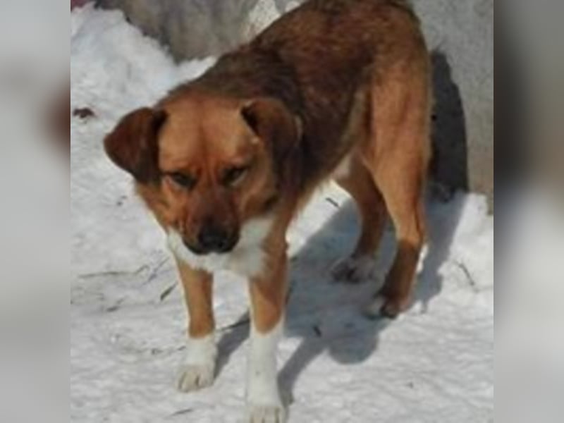 Hübscher „Pino“ wartet auf Menschen mit Herz !!!