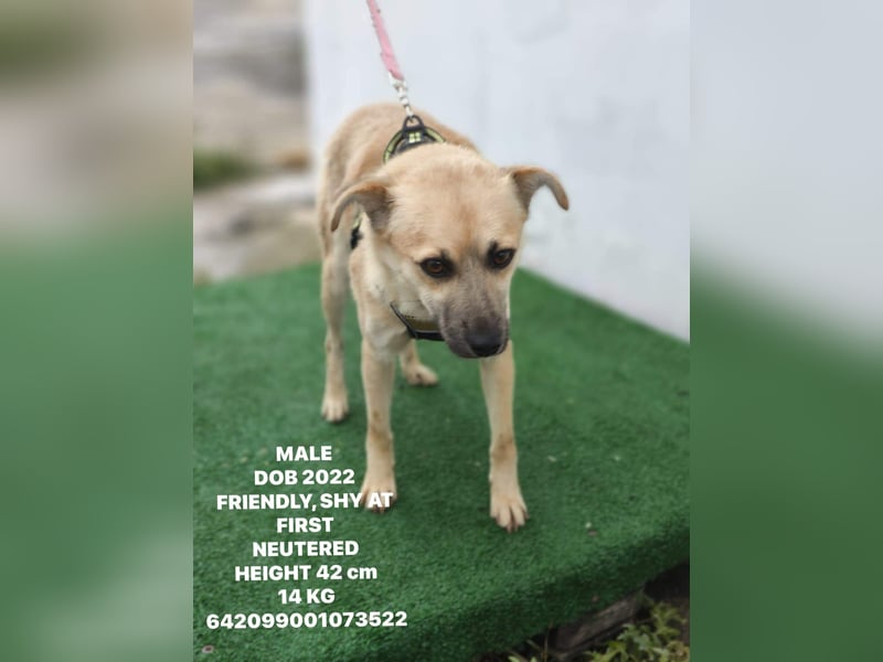Nuri – toller Hundejunge wartet sehnsüchtig auf ein zu Hause