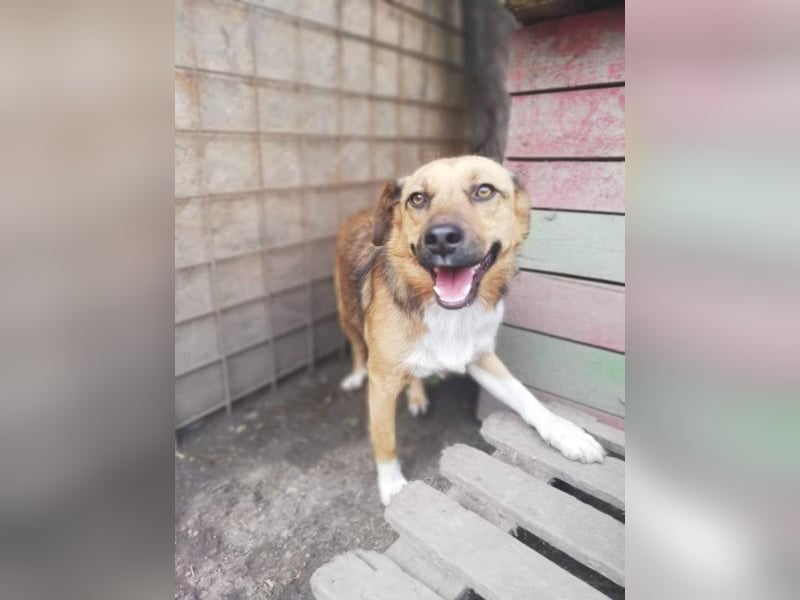 Hübscher „Pino“ wartet auf Menschen mit Herz !!!