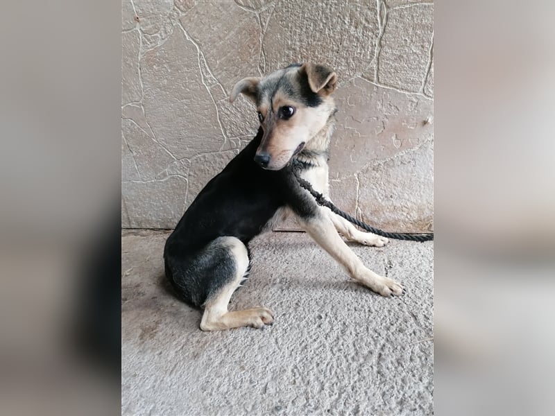 Lotta – schüchtern und zauberhaft, 1,5 Jahre alt