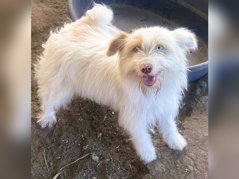 Wuscheltraum Berti – ist ein toller Schatz und so orginell