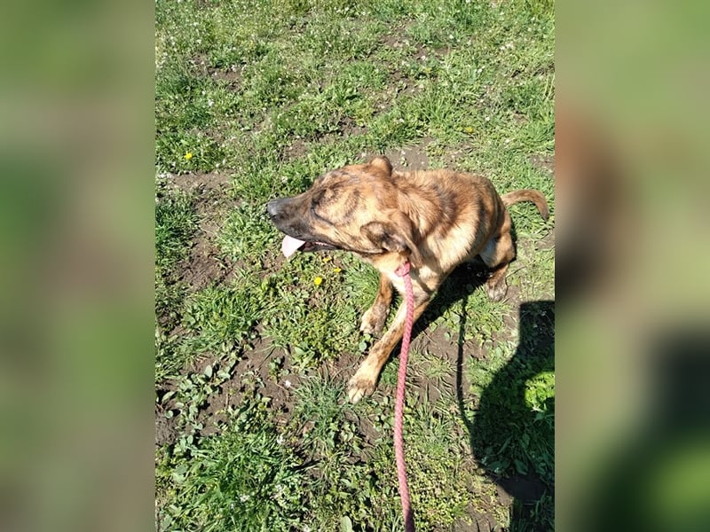 Toto – wunderschöner Hundejunge, 1 Jahr alt