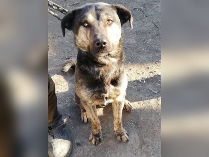 Jaro – aus einer rumänischen Tötung gerettet, 1,5 Jahre alt