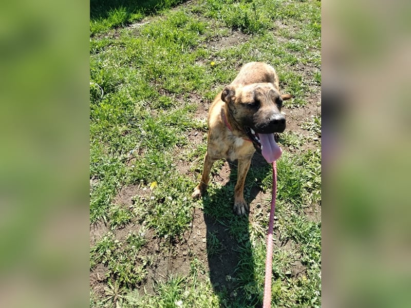 Toto – wunderschöner Hundejunge, 1 Jahr alt