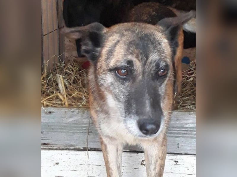 Dana sucht ihre Familie