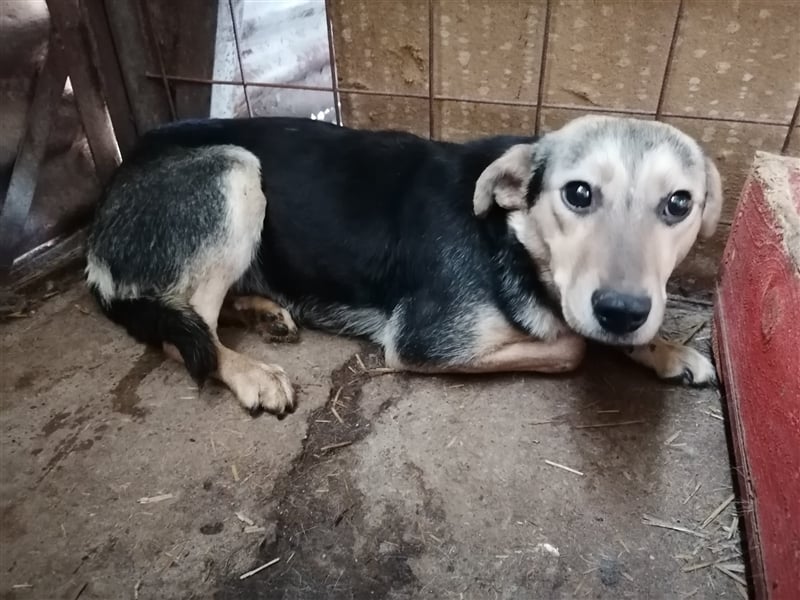 Lotta – schüchtern und zauberhaft, 1,5 Jahre alt