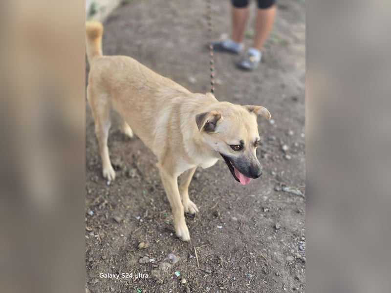 Nuri – toller Hundejunge wartet sehnsüchtig auf ein zu Hause