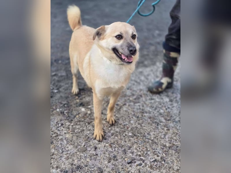 Nuri – toller Hundejunge wartet sehnsüchtig auf ein zu Hause