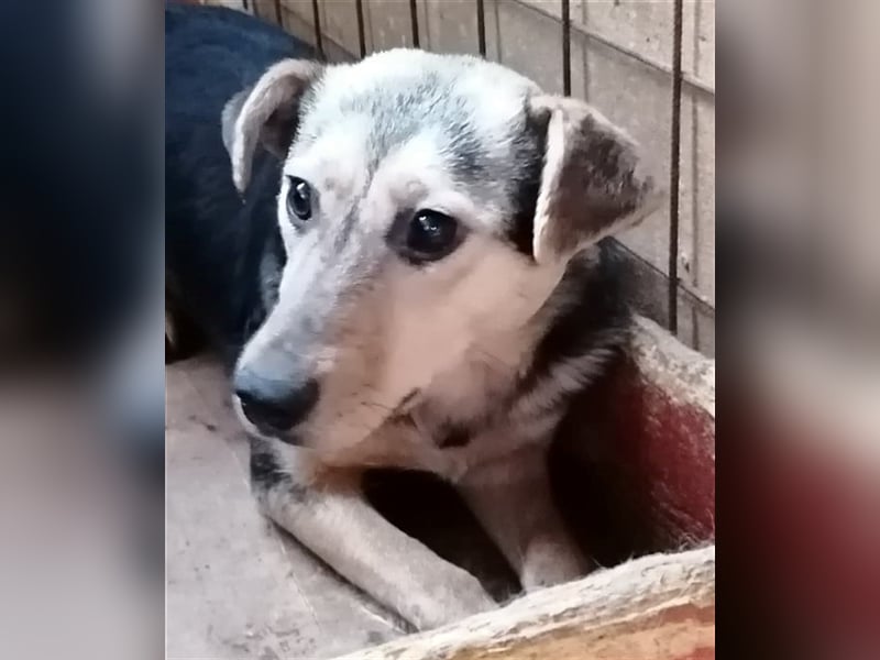 Lotta – schüchtern und zauberhaft, 1,5 Jahre alt