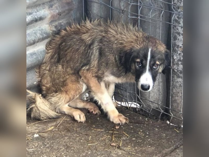 Angsthäschen Emily sucht ihre Familie