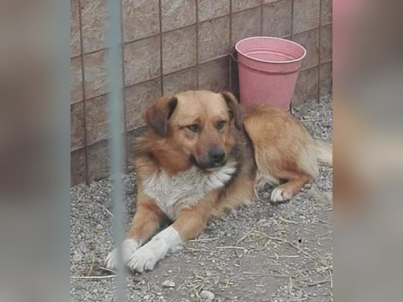 Hübscher „Pino“ wartet auf Menschen mit Herz !!!