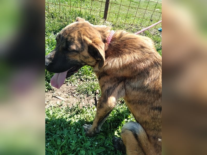 Toto – wunderschöner Hundejunge, 1 Jahr alt