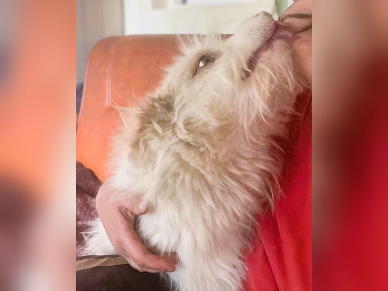 Wuscheltraum Berti – ist ein toller Schatz und so orginell