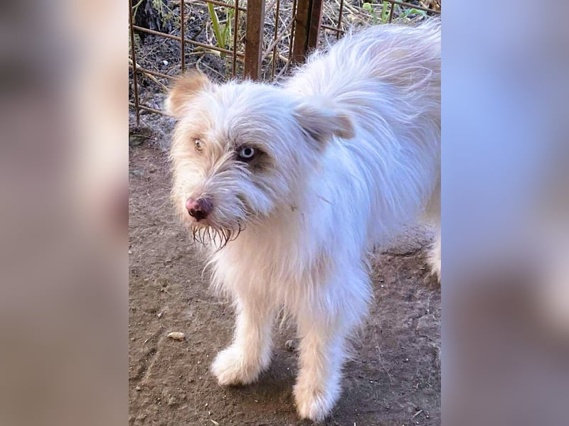 Wuscheltraum Berti – ist ein toller Schatz und so orginell