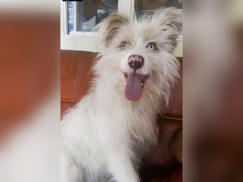 Wuscheltraum Berti – ist ein toller Schatz und so orginell