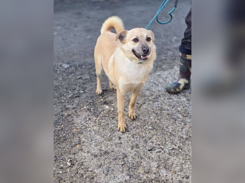 Nuri – toller Hundejunge wartet sehnsüchtig auf ein zu Hause
