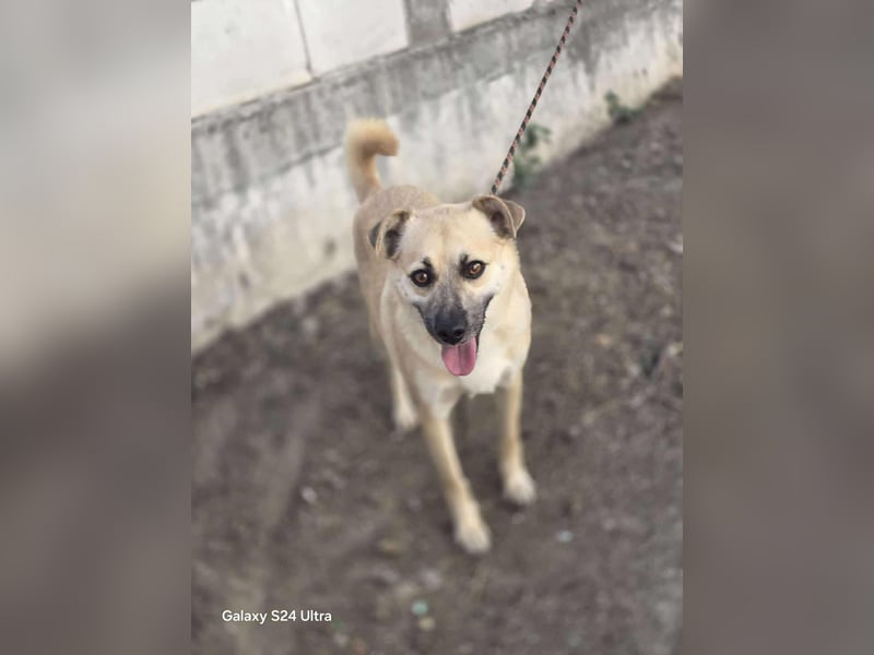 Nuri – toller Hundejunge wartet sehnsüchtig auf ein zu Hause