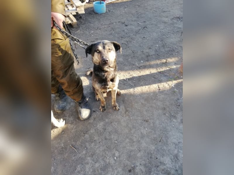 Jaro – aus einer rumänischen Tötung gerettet, 1,5 Jahre alt