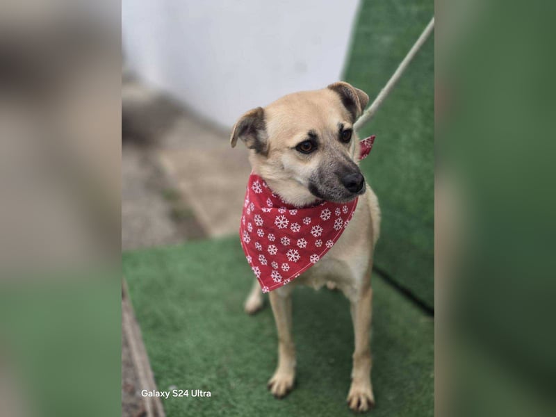Nuri – toller Hundejunge wartet sehnsüchtig auf ein zu Hause