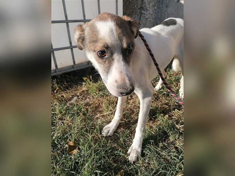 Dachos – auf der Suche nach besonderen Menschen