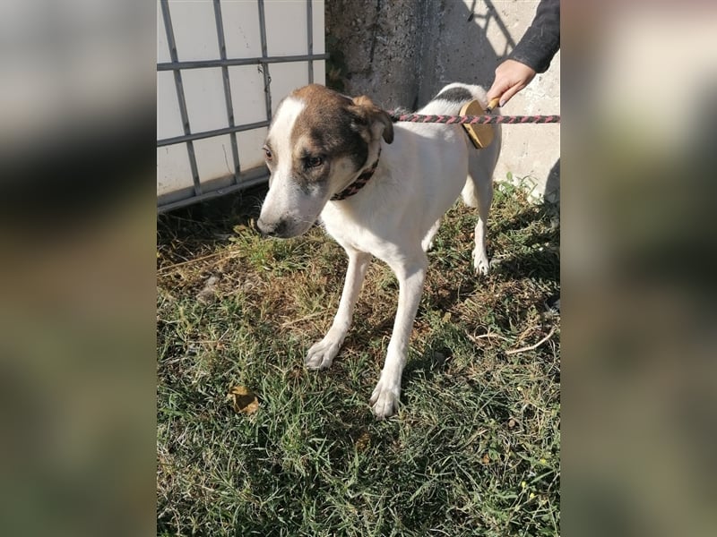 Dachos – auf der Suche nach besonderen Menschen