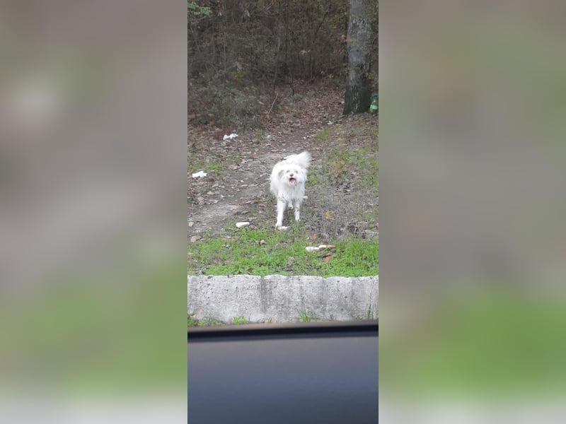 Wuscheltraum Berti – ist ein toller Schatz und so orginell