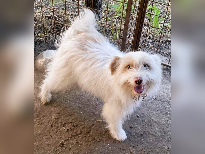 Wuscheltraum Berti – ist ein toller Schatz und so orginell