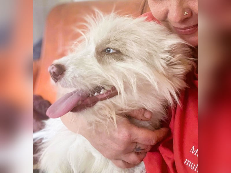 Wuscheltraum Berti – ist ein toller Schatz und so orginell