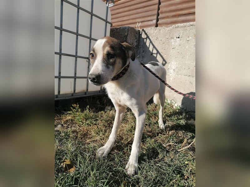 Dachos – auf der Suche nach besonderen Menschen