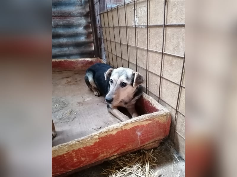 Lotta – schüchtern und zauberhaft, 1,5 Jahre alt
