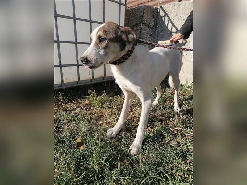 Dachos – auf der Suche nach besonderen Menschen