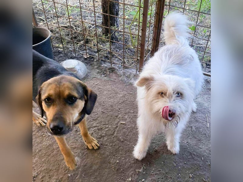 Wuscheltraum Berti – ist ein toller Schatz und so orginell