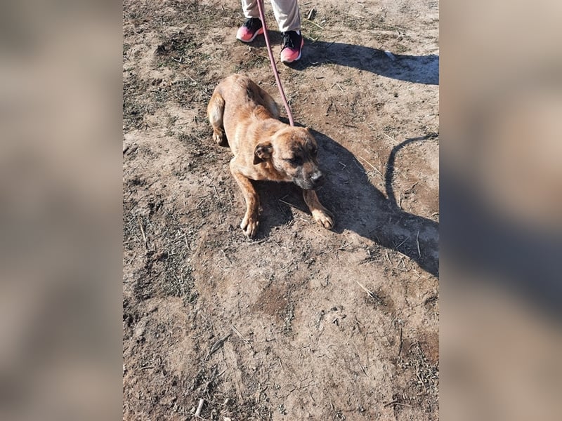 Toto – wunderschöner Hundejunge, 1 Jahr alt