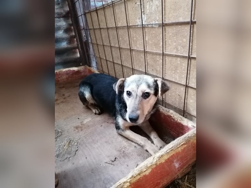 Lotta – schüchtern und zauberhaft, 1,5 Jahre alt