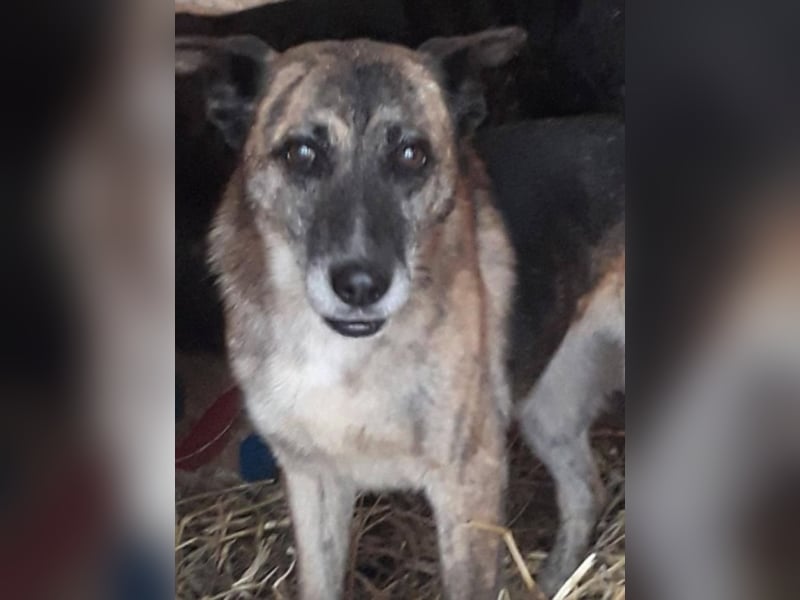 Dana sucht ihre Familie