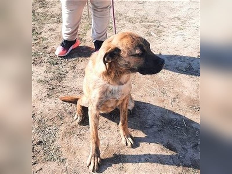 Toto – wunderschöner Hundejunge, 1 Jahr alt