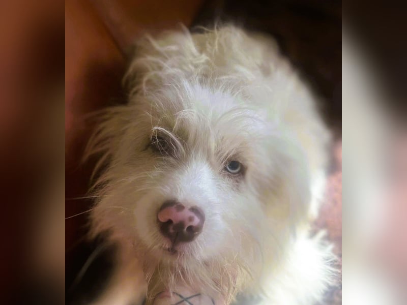 Wuscheltraum Berti – ist ein toller Schatz und so orginell