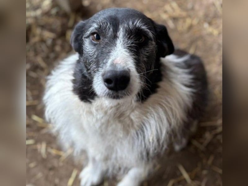 menschenbezogene NESCHA